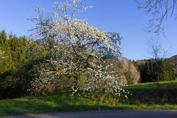 güzel ağaçlar arka ışık da parlak güneşli taze yeşil ve çiçeği ve görünür dalları ile çeşitli