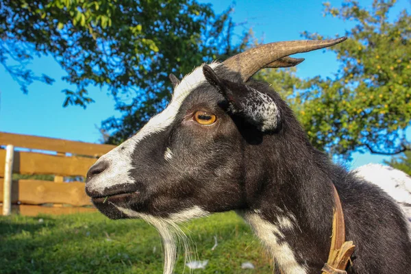 Cute Black Goat Paddock Southern Germany Summer Evening — Stock Photo, Image