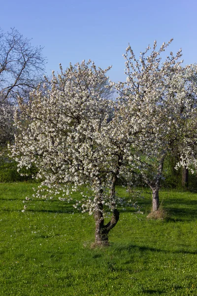 Varietà Bellissimi Alberi Controluce Anche Luminoso Sole Con Verde Fresco — Foto Stock