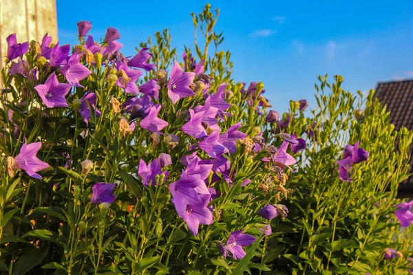 Bavarian cottage garden flowers, warm calm atmosphere