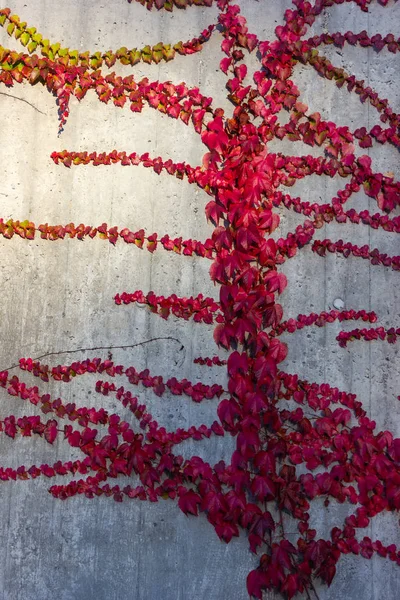 Feuilles Lierre Automne Sur Mur Béton Soir Ensoleillé Allemagne — Photo