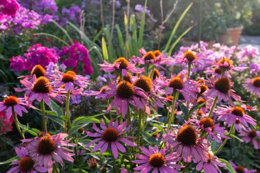 Yaz akşamı Bavyera kırsalında yazlık bahçe çiçek