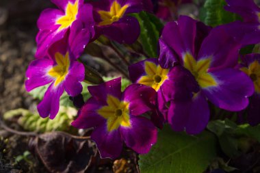 bahar Doğu çiçek ve bitki yolun yanında romantik görünümü