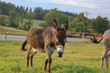 Güney Alman Countryside yaz akşamı padok, şirin eşek