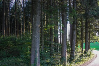 Güney Alman Countryside yaz akşam çam ağaçları ile orman.