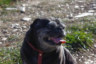 üzerinde siyah boksör düşmek açık gezi Güney Almanya'da