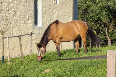 Padok Güney Almanya yaz akşam yeşil çim ile kahverengi ata