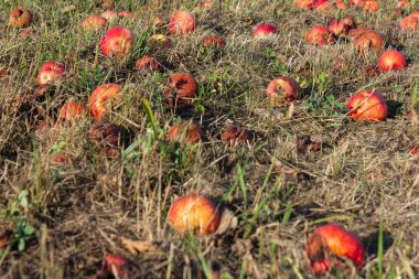 Çayır bahçesi yaz aylarında Güney Alman kırsal