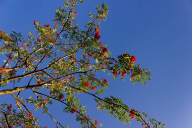 Mavi gökyüzü arka plan üzerinde kırmızı dut ağacı dalı