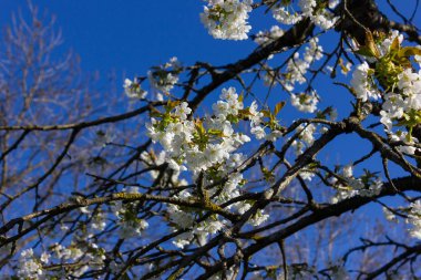 parlak güneş ışığı altında bahar ağaçları çiçek açan
