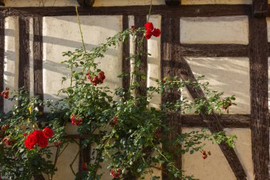 Güneşli yaz sabahı cephe bina kırmızı gül