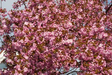 birçok mor, kırmızı, pembe çiçek dalları ve yeşillik
