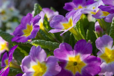 bahar Doğu çiçek ve bitki yolun yanında romantik görünümü
