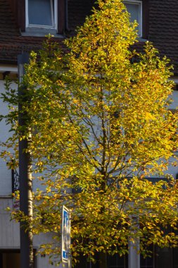 sonbahar renk ağaç ve şehri bina cephe Güney Almanya'da yapraklarda
