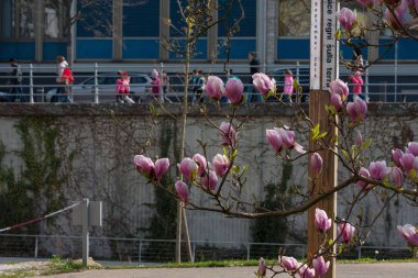 birçok mor, kırmızı, pembe çiçek dalları ve yeşillik