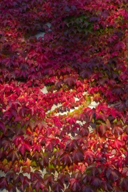 Ivy sonbahar yaprakları Almanya'da güneşli akşam beton duvar