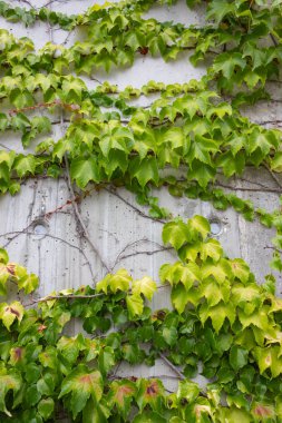 Beton duvar Güney Almanya yeşil sarmaşık