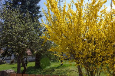 taze çiçek ve Bahçe çiçek yeşil ışığı Paskalya günü