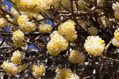 göl, bina ve manzara bahar