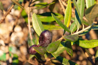 Sonbahar akşam sıcak güneş ışığı üzerinde asılı ağaç zeytin meyve