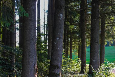 Güney Alman Countryside yaz akşam çam ağaçları ile orman.