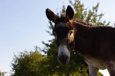 Güney Alman Countryside yaz akşamı padok, şirin eşek