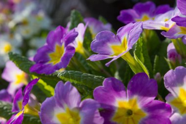 bahar Doğu çiçek ve bitki yolun yanında romantik görünümü