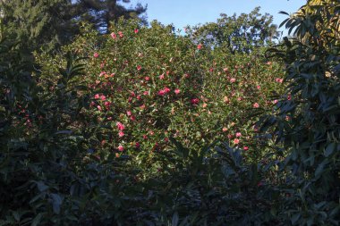 göl, bina ve manzara bahar