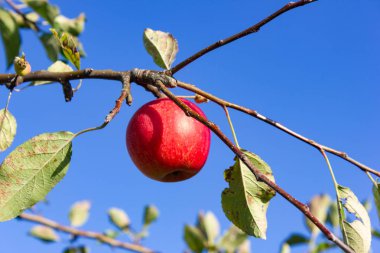 Çayır bahçesi yaz aylarında Güney Alman kırsal
