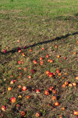 Çayır bahçesi yaz aylarında Güney Alman kırsal
