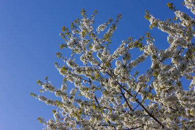 parlak güneş ışığı altında bahar ağaçları çiçek açan