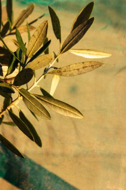 Sonbahar akşam sıcak güneş ışığı üzerinde asılı ağaç zeytin meyve