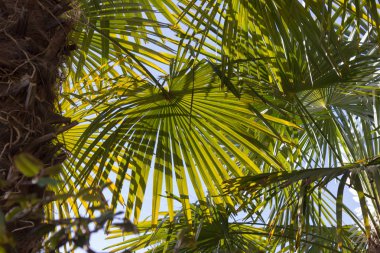 göl, bina ve manzara bahar