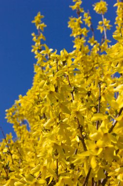 bahar Doğu çiçek ve bitki yolun yanında romantik görünümü