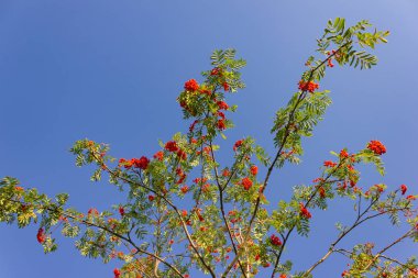 kırmızı dut ağacı dalı üzerinde mavi gökyüzünde Güney Almanya yaz akşamı