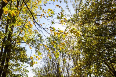 Pastırma yazı orman ağaçları ile güneş ışınları bırakır Güney Almanya kırsal