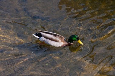 Renkli ördek yüzme berrak su Nehri