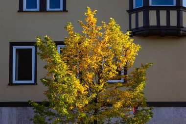 sonbahar renk ağaç ve şehri bina cephe Güney Almanya'da yapraklarda