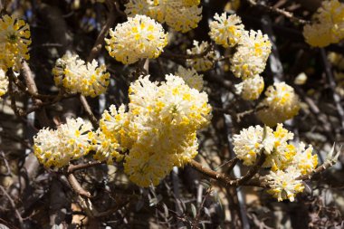 göl, bina ve manzara bahar