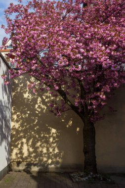 birçok mor, kırmızı, pembe çiçek dalları ve yeşillik