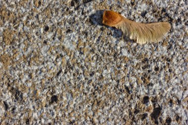 parlak kahverengi kestane akşam taş kaya beyaz zemin üzerine düşmek güneş sıcak ışık ruh hali