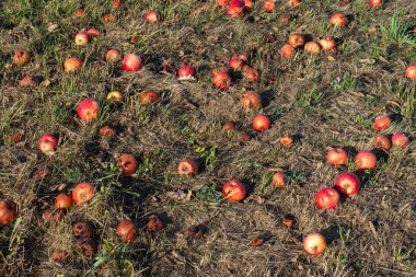 Çayır bahçesi yaz aylarında Güney Alman kırsal