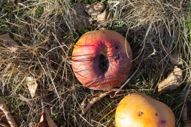 Orchard olgunlaşmış renkli elma