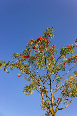 Mavi gökyüzü arka plan üzerinde kırmızı dut ağacı dalı
