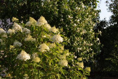 Yaz akşamı Bavyera kırsalında yazlık bahçe çiçek