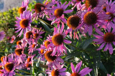 Yaz akşamı Bavyera kırsalında yazlık bahçe çiçek