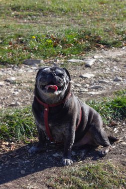 üzerinde siyah boksör düşmek açık gezi Güney Almanya'da