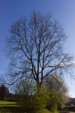 güzel ağaçlar arka ışık da parlak güneşli taze yeşil ve çiçeği ve görünür dalları ile çeşitli