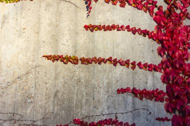 Ivy sonbahar yaprakları Almanya'da güneşli akşam beton duvar