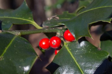 çiçeği, çiçek, Bahçe, mavi gökyüzü bahar renkleri, verbania lago maggiore adlı güzel manzaraya